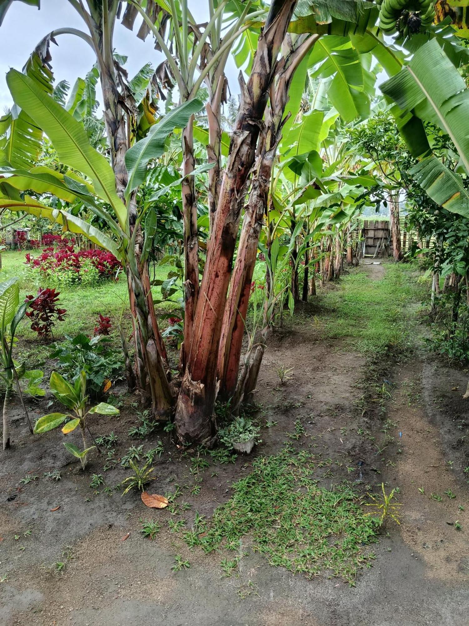 The Daun Puntik Homestay Pemenang Zewnętrze zdjęcie